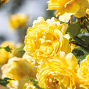 The Poet's Wife Rose