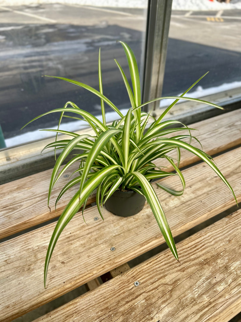 spider plant menards 5" Maria Spider Plant