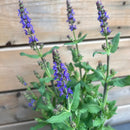Salvia - Assorted Varieties
