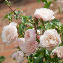 The Generous Gardener Rose