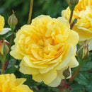 The Poet's Wife Rose