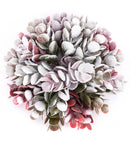 Phyllodium Half Ball