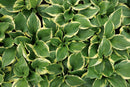 Hosta - Assorted Varieties