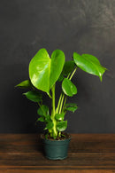 Philodendron Monstera
