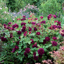 Munstead Wood Rose