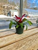 5" Neoregelia Bromeliad