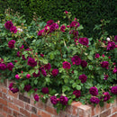 Munstead Wood Rose