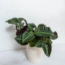 Geogeanthus Roxie