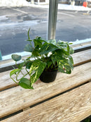 6" Yellow Sunrise Pothos