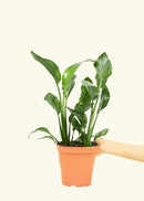 5" White Bird of Paradise
