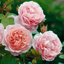 Strawberry Hill Rose