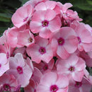 Garden Phlox - Assorted Varieties