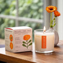 Plant the Box Candle-Catalan Calendula