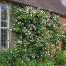The Generous Gardener Rose