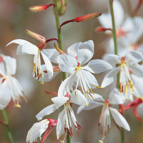Stratosphere White Butterfly Flower - 4" Annual