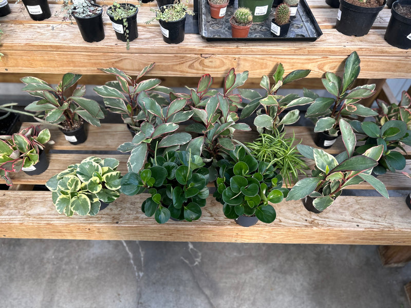 peperomia potting mix Peperomia Assorted 5"
