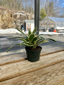 5" Neoregelia Bromeliad