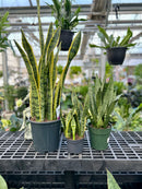 Snake Plants - Sansevieria