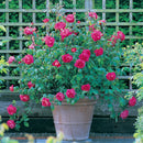 Benjamin Britten Rose