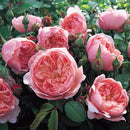 Alnwick Rose