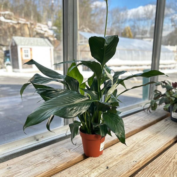 peace lily pots Peace Lily