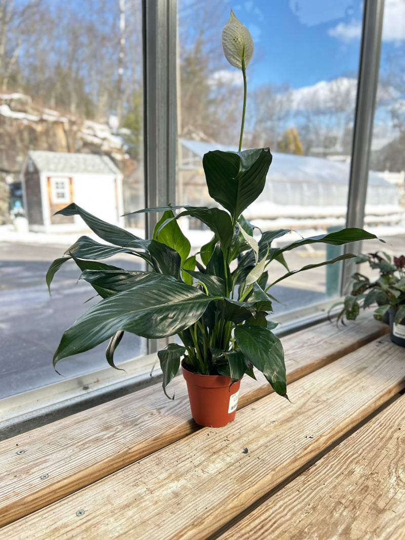 peace lilies flower in indirect light Peace Lily