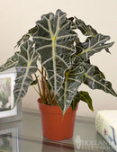 6" Alocasia Polly