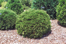 Hetz Midge Arborvitae