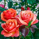 Anna's Promise® Grandiflora Rose (Rosa 'Anna's Promise') - 3 gallon
