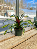 5" Neoregelia Bromeliad