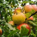 Ambrosia Apple (Malus 'Fruit Ambrosia') - 5 gallon 48"
