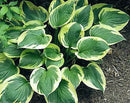 Hosta - Assorted Varieties