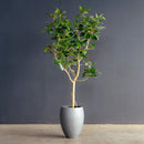 Ficus Audrey 10"