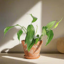 4" Pothos Baltic Blue