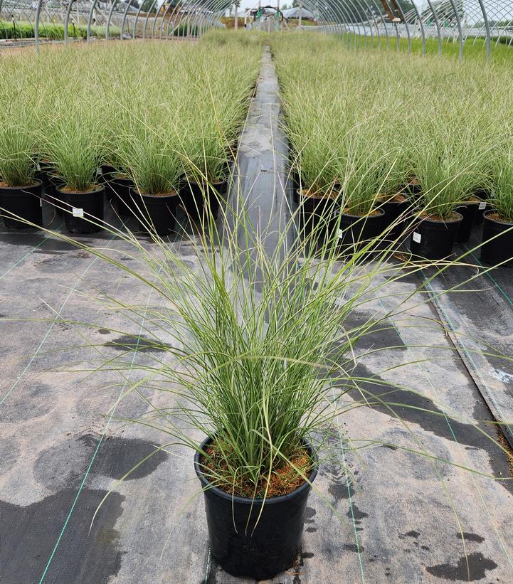 Miscanthus Sinensis Morning Light