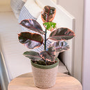 Ficus Elastica