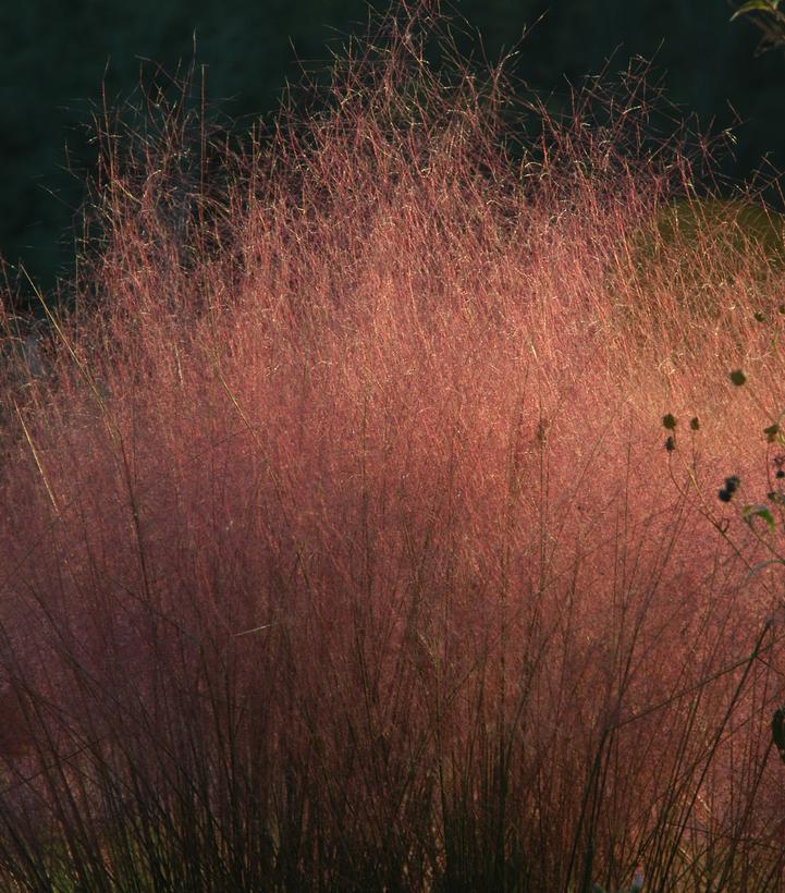 Pink Mulhy Grass