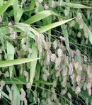 Northern Sea Oat Grass