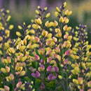 Pink Lemonade False Indigo Baptisia