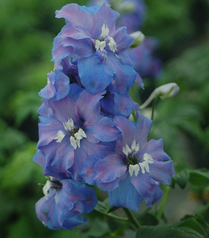 Guardian Blue Delphinium