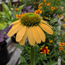 Coneflower (Echinacea) - Assorted Varieties