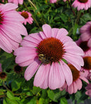 Coneflower (Echinacea) - Assorted Varieties