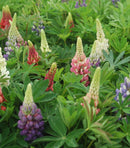 Russell Hybrid Lupine