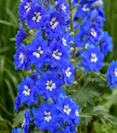 Cobalt Dreams Delphinium