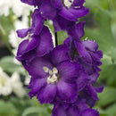 Purple Passion Delphinium