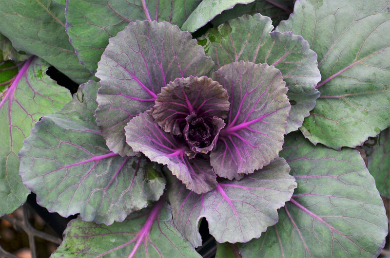 4" Fall Annuals