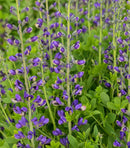 Periwinkle Popsicle False Indigo Baptisia