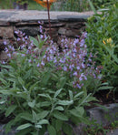 Salvia - Assorted Varieties