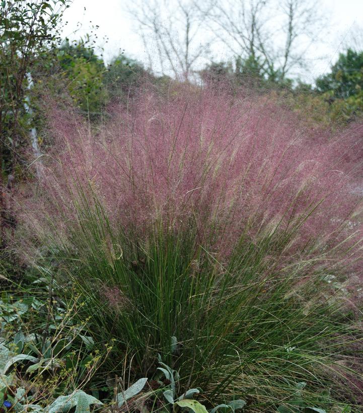 Pink Mulhy Grass