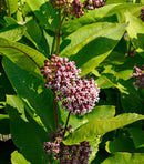 Common Milkweed